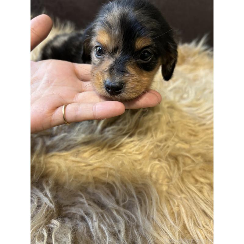 販売中の鹿児島県のカニンヘンダックスフンド(ロングヘアード)-438414の7枚目