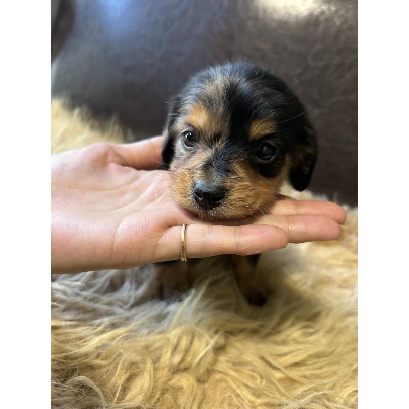 販売中の鹿児島県のカニンヘンダックスフンド(ロングヘアード)-438414の6枚目