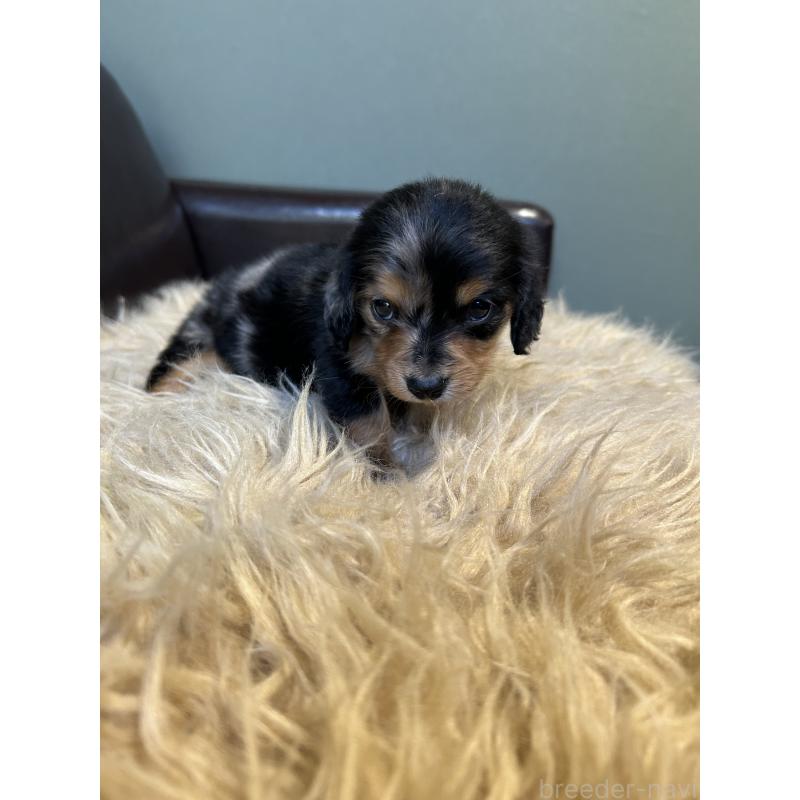 販売中の鹿児島県のカニンヘンダックスフンド(ロングヘアード)-438414の4枚目