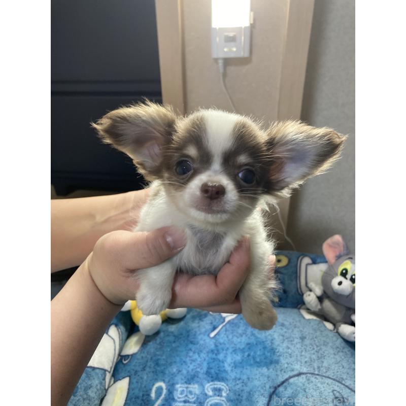 販売中の千葉県のチワワ(ロングコート)-438415の4枚目