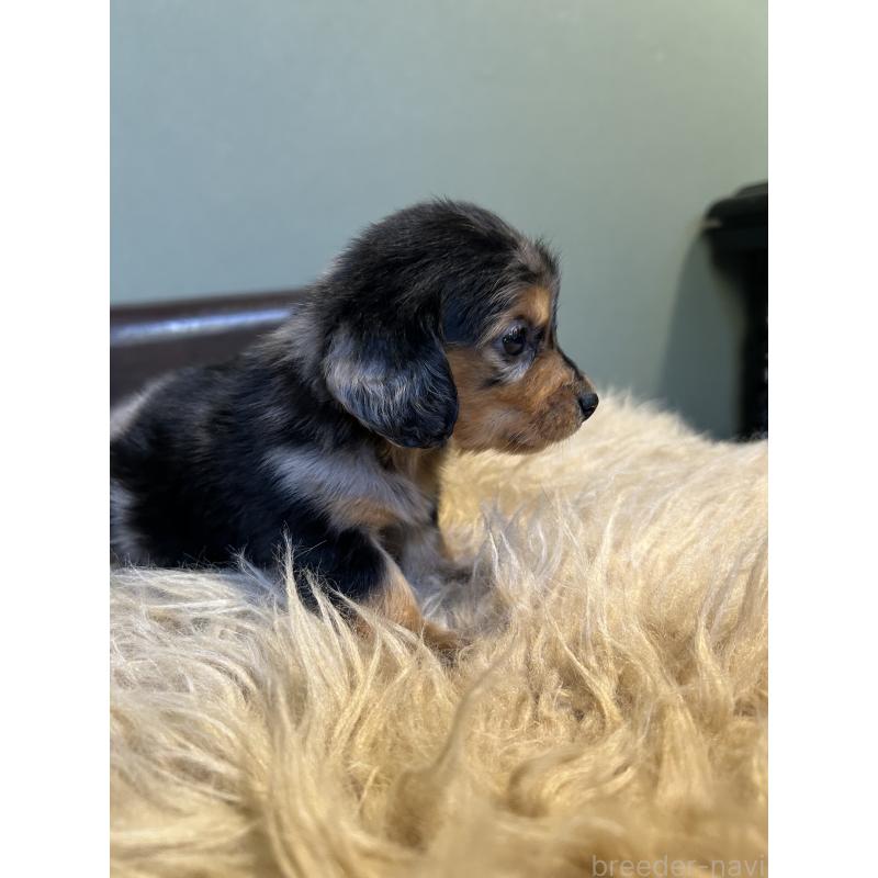 販売中の鹿児島県のカニンヘンダックスフンド(ロングヘアード)-438414の3枚目