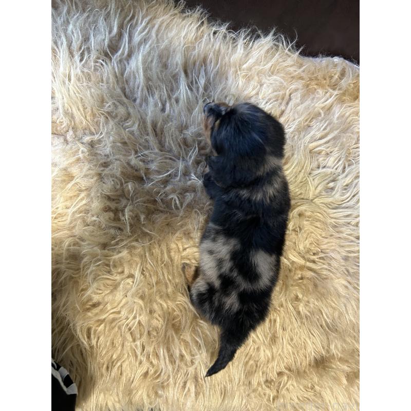 販売中の鹿児島県のカニンヘンダックスフンド(ロングヘアード)-438414の2枚目