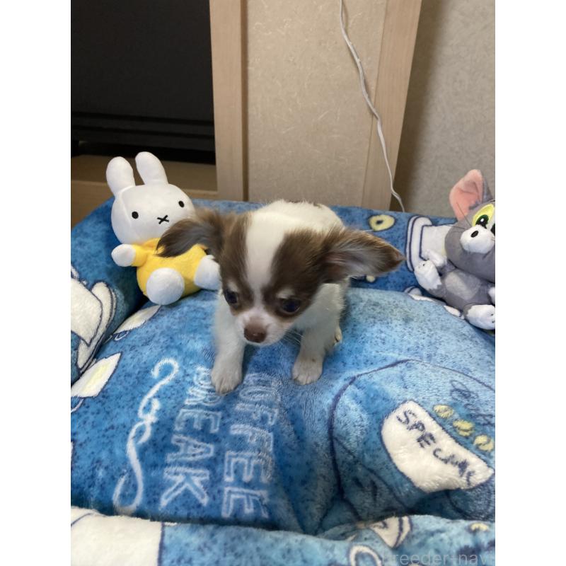 販売中の千葉県のチワワ(ロングコート)-438415の3枚目