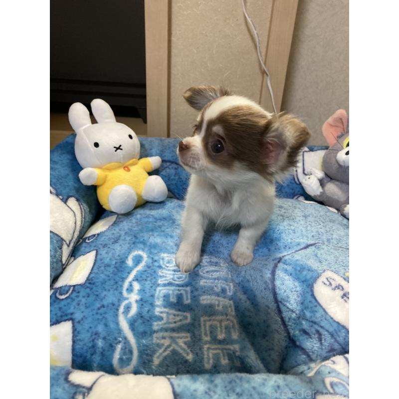 販売中の千葉県のチワワ(ロングコート)-438415の2枚目