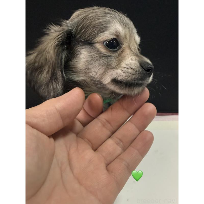 販売中の愛知県のチワックス:チワワ×ミニチュアダックスフンド-430979の5枚目