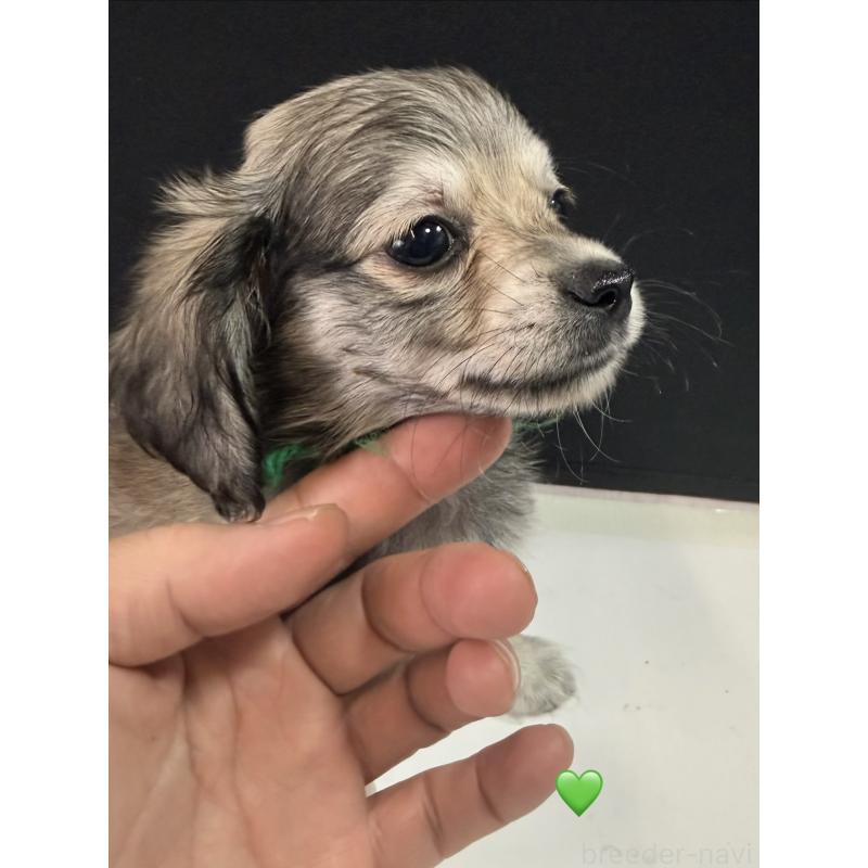 販売中の愛知県のチワックス:チワワ×ミニチュアダックスフンド-430979の4枚目