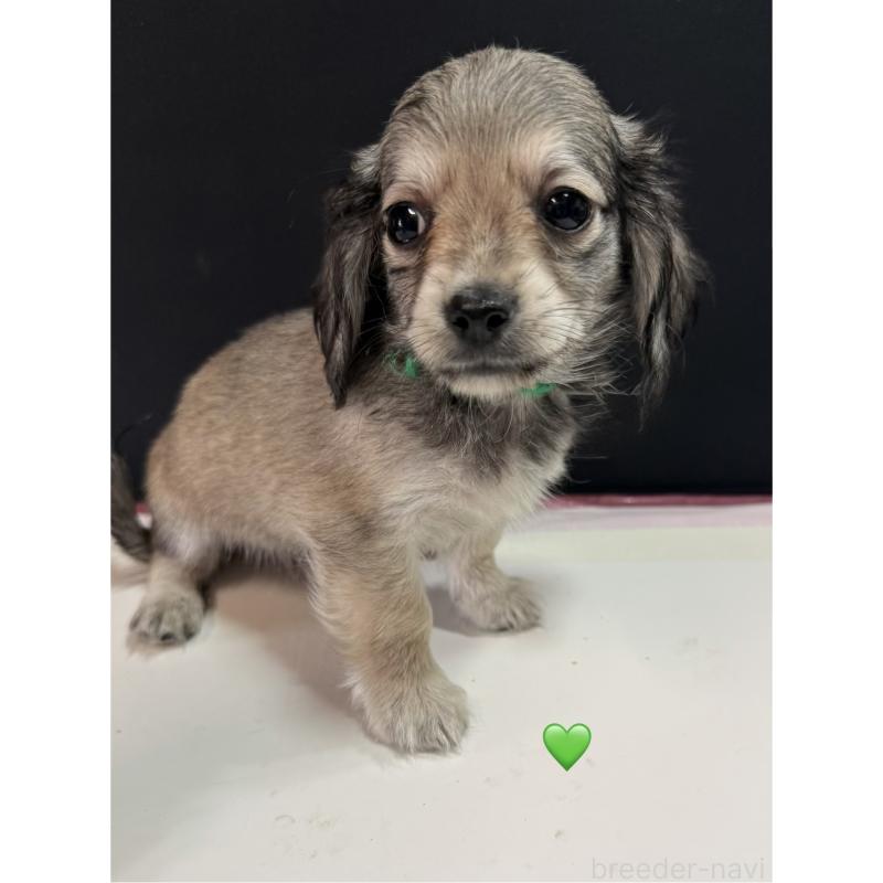 販売中の愛知県のチワックス:チワワ×ミニチュアダックスフンド-430979の3枚目