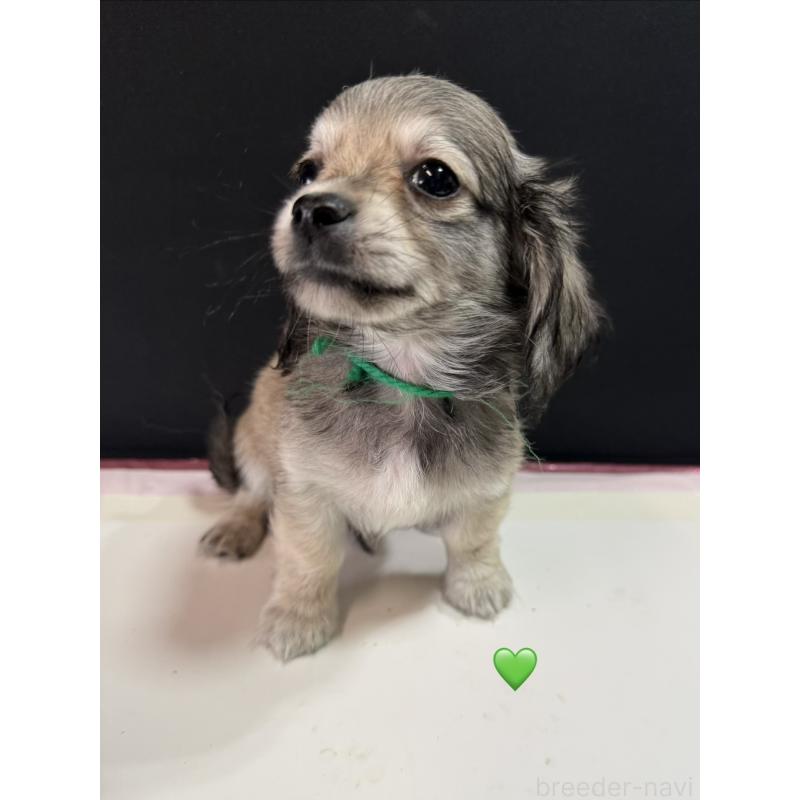 販売中の愛知県のチワックス:チワワ×ミニチュアダックスフンド-430979の2枚目