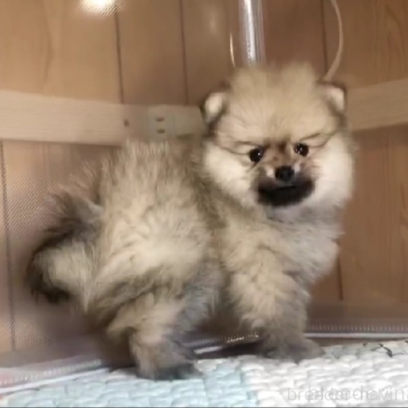 販売中の千葉県のポメラニアン-438413の3枚目