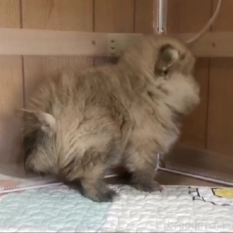 販売中の千葉県のポメラニアン-438413の2枚目