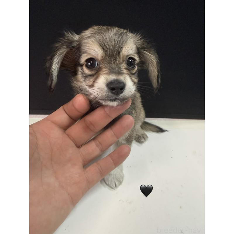 販売中の愛知県のチワックス:チワワ×ミニチュアダックスフンド-430981