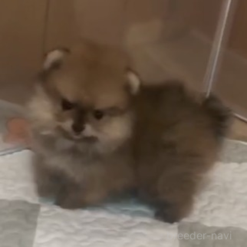 販売中の千葉県のポメラニアン-438416の3枚目