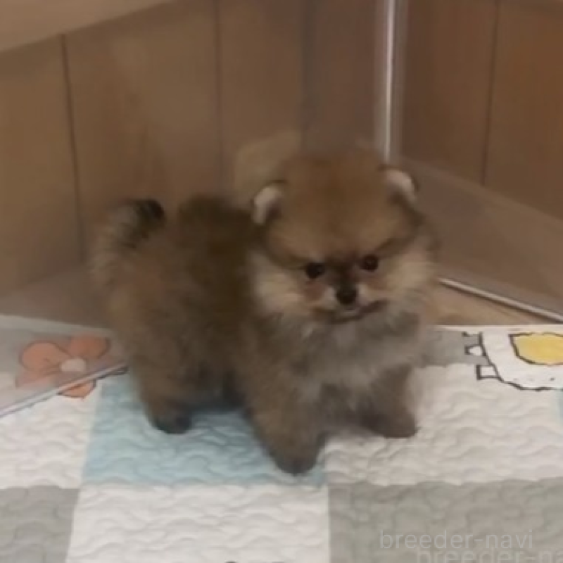 販売中の千葉県のポメラニアン-438416の2枚目