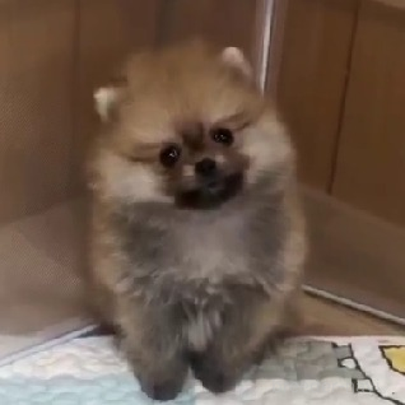 販売中の千葉県のポメラニアン-438418