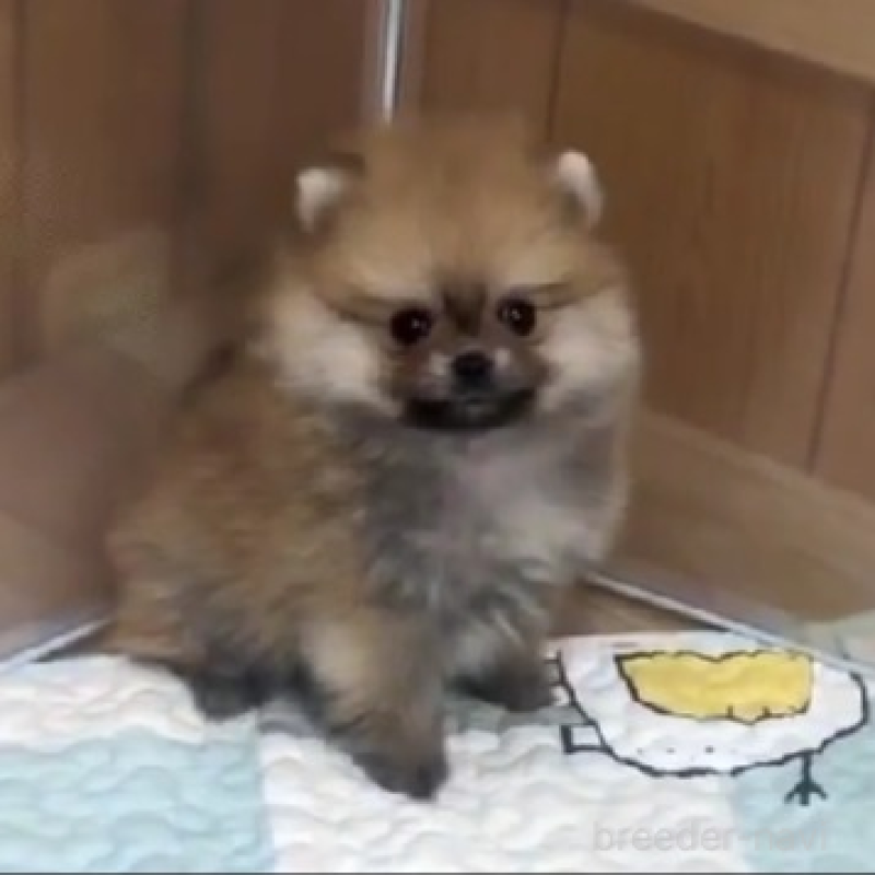 販売中の千葉県のポメラニアン-438418の4枚目