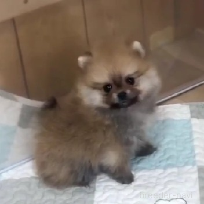 販売中の千葉県のポメラニアン-438418の3枚目