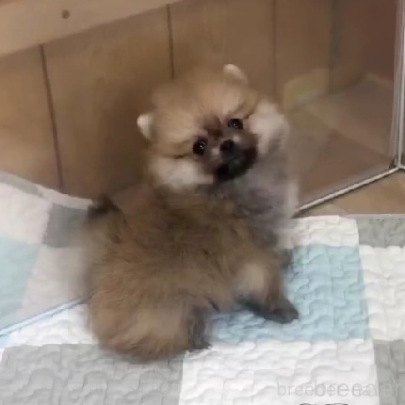 販売中の千葉県のポメラニアン-438418の2枚目