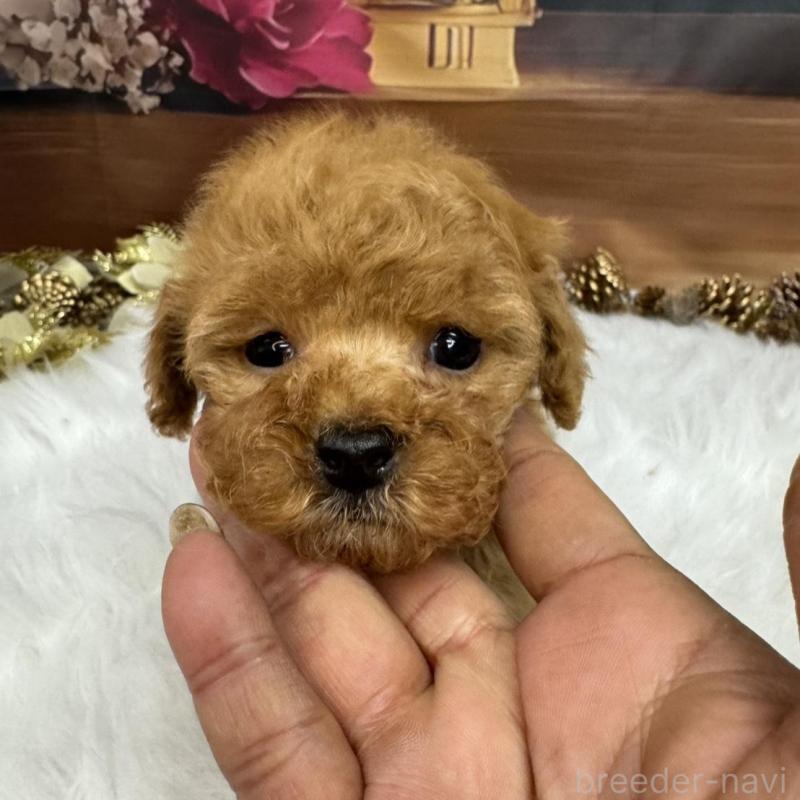 販売中の広島県のトイプードル-436645の6枚目
