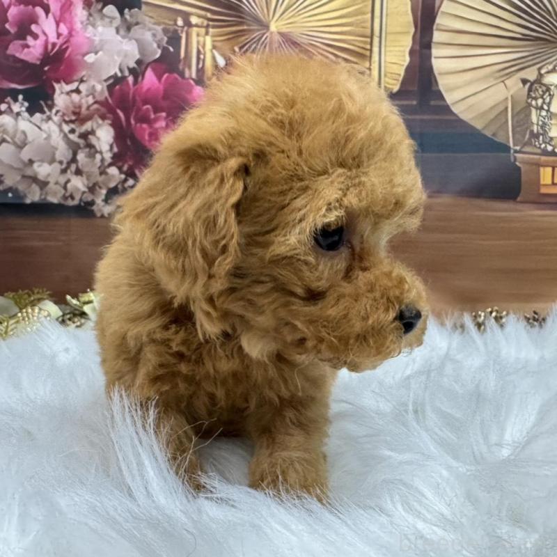 販売中の広島県のトイプードル-436645の5枚目