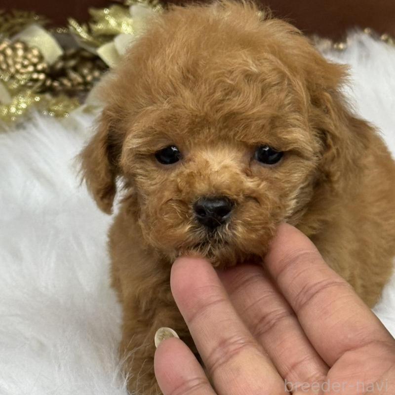 販売中の広島県のトイプードル-436645の4枚目