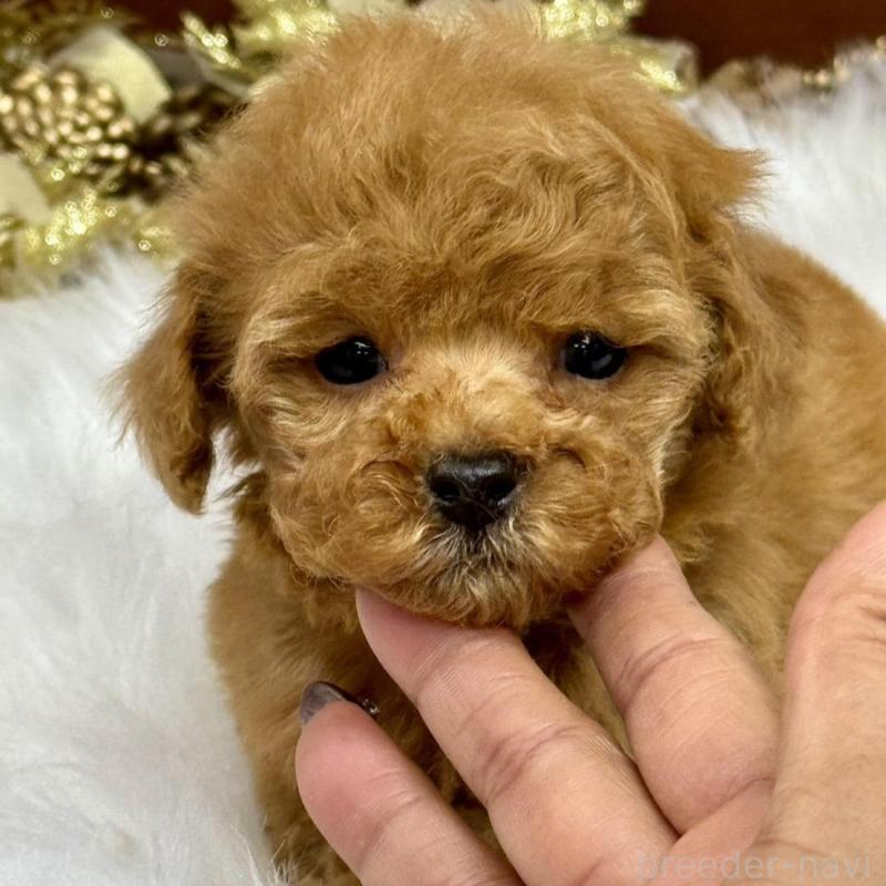 販売中の広島県のトイプードル-436645の3枚目