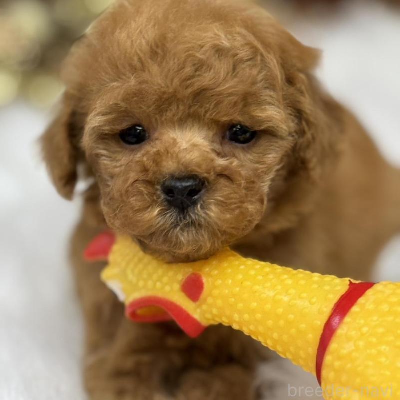 販売中の広島県のトイプードル-436645の2枚目