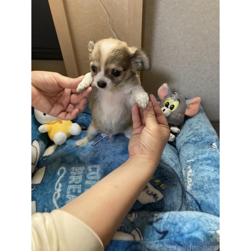 販売中の千葉県のチワワ(ロングコート)-438421の15枚目