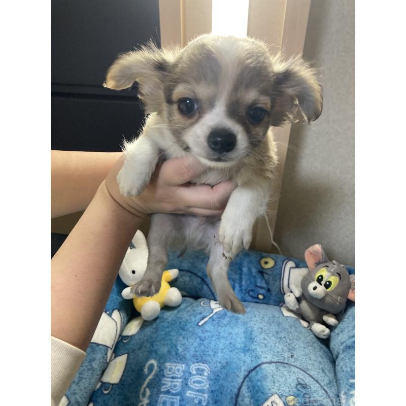 販売中の千葉県のチワワ(ロングコート)-438421の14枚目