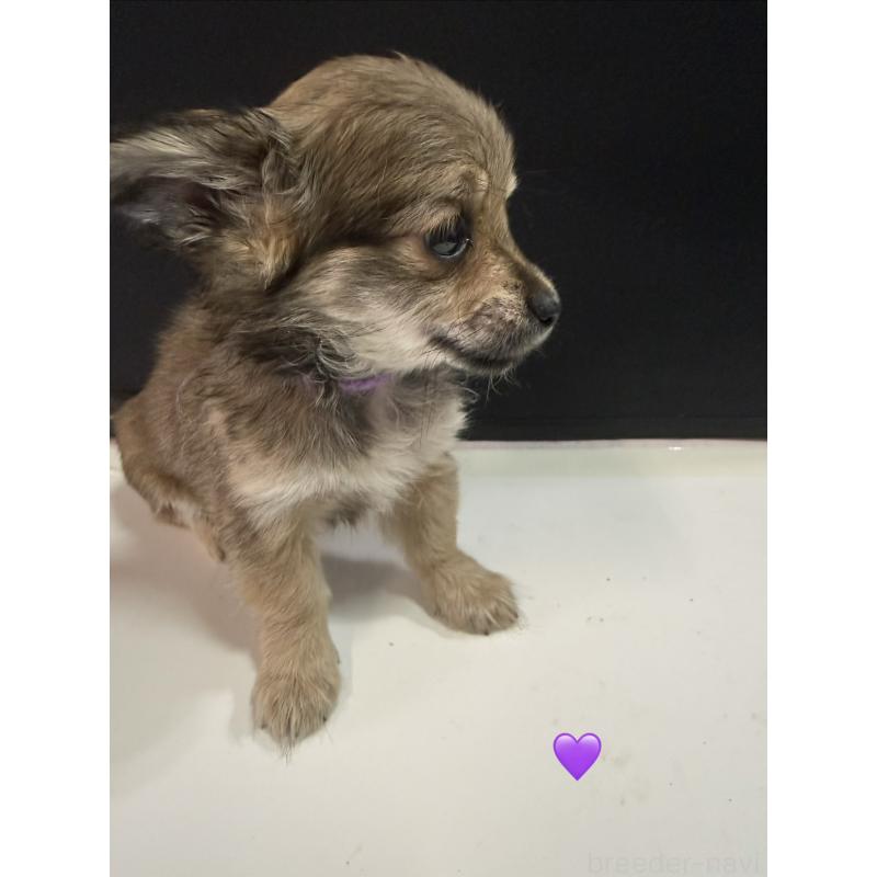 販売中の愛知県のチワックス:チワワ×ミニチュアダックスフンド-430983の6枚目