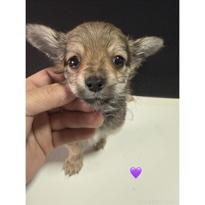 販売中の愛知県のチワックス:チワワ×ミニチュアダックスフンド-430983