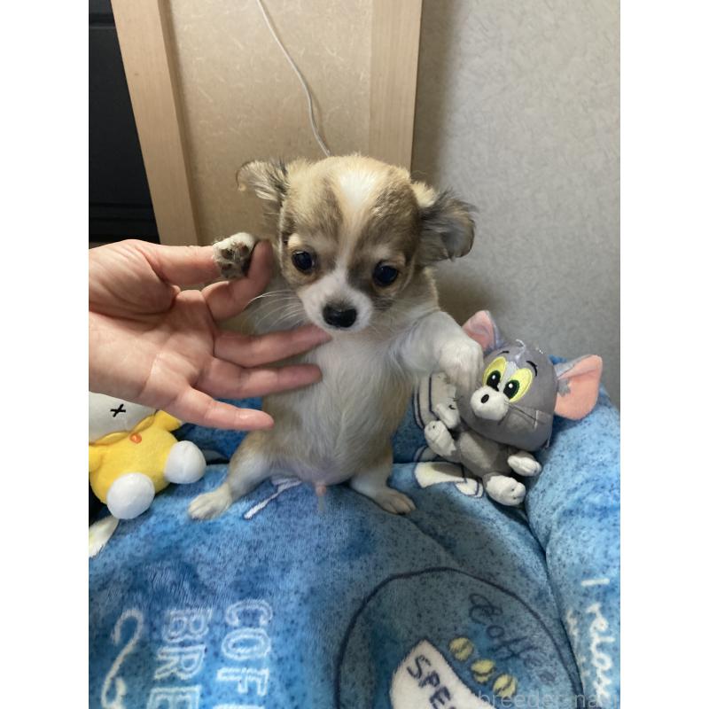 販売中の千葉県のチワワ(ロングコート)-438421の13枚目