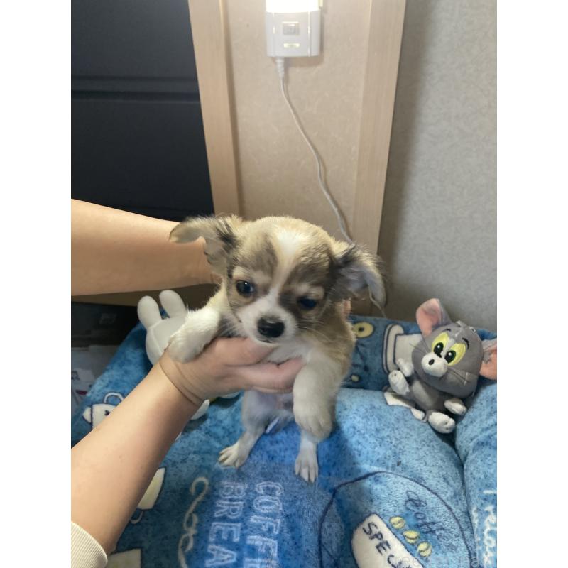 販売中の千葉県のチワワ(ロングコート)-438421の12枚目