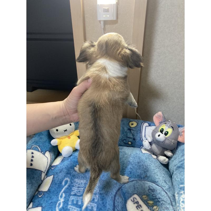 販売中の千葉県のチワワ(ロングコート)-438421の11枚目