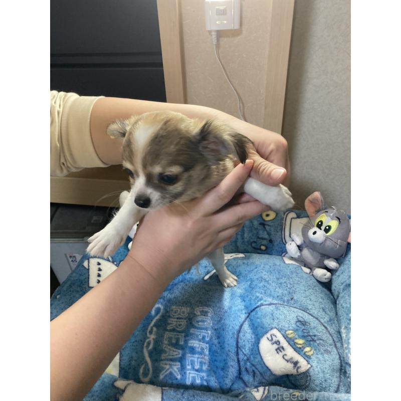 販売中の千葉県のチワワ(ロングコート)-438421の9枚目