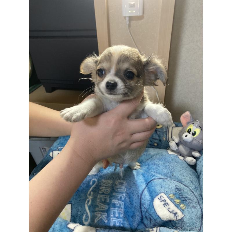 販売中の千葉県のチワワ(ロングコート)-438421の8枚目