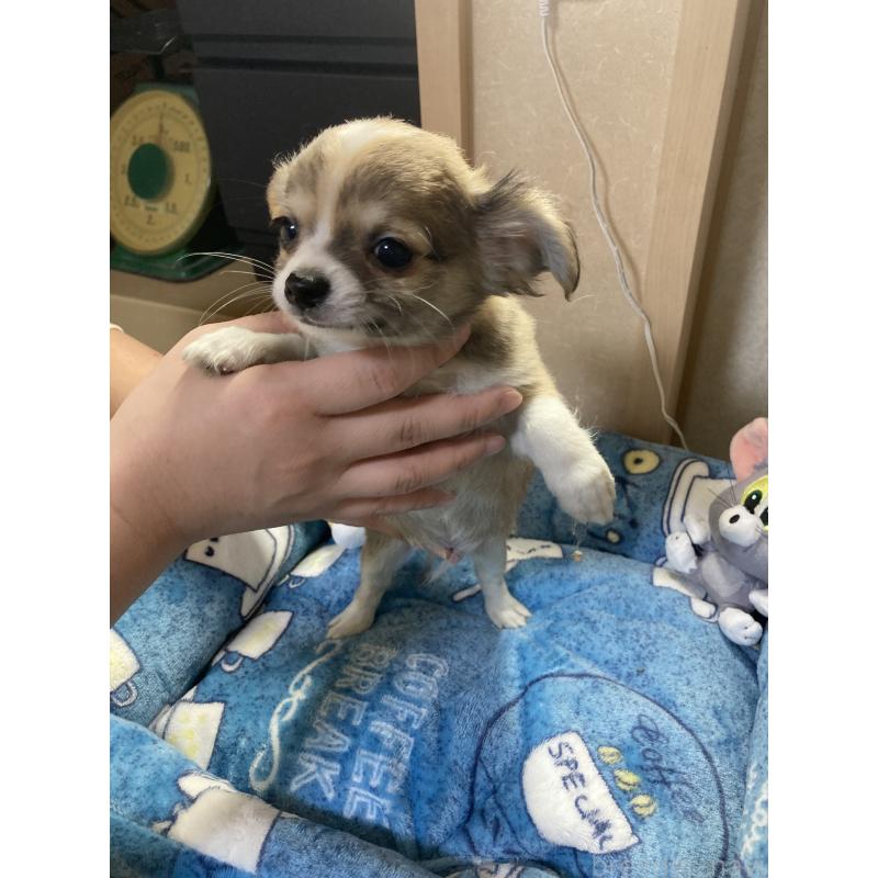 販売中の千葉県のチワワ(ロングコート)-438421の7枚目