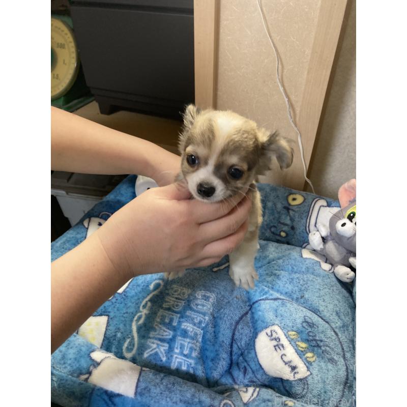 販売中の千葉県のチワワ(ロングコート)-438421の6枚目