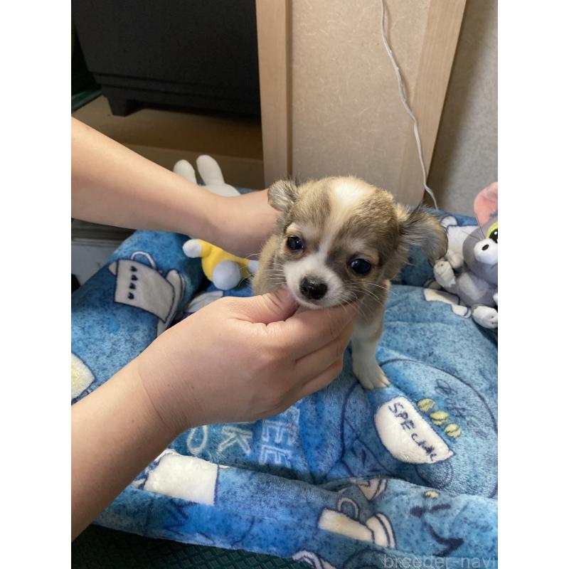 販売中の千葉県のチワワ(ロングコート)-438421の5枚目