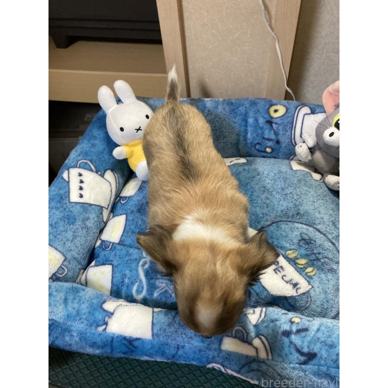 販売中の千葉県のチワワ(ロングコート)-438421の4枚目