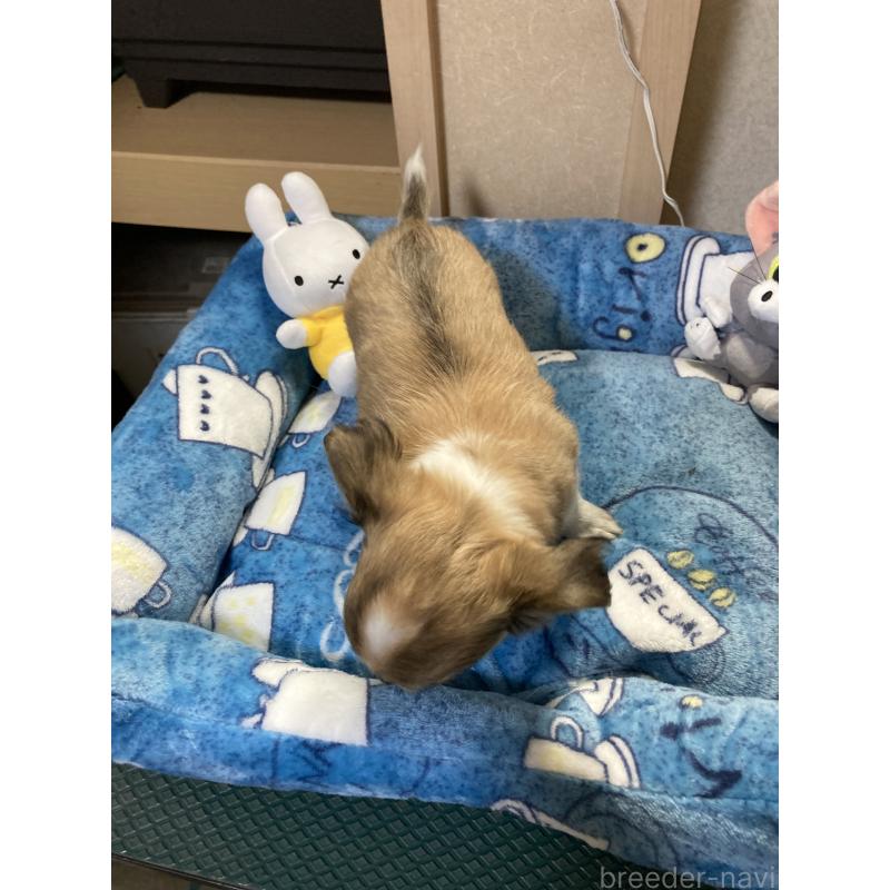 販売中の千葉県のチワワ(ロングコート)-438421の3枚目