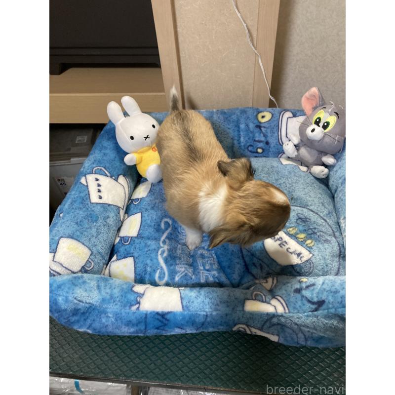 販売中の千葉県のチワワ(ロングコート)-438421の2枚目