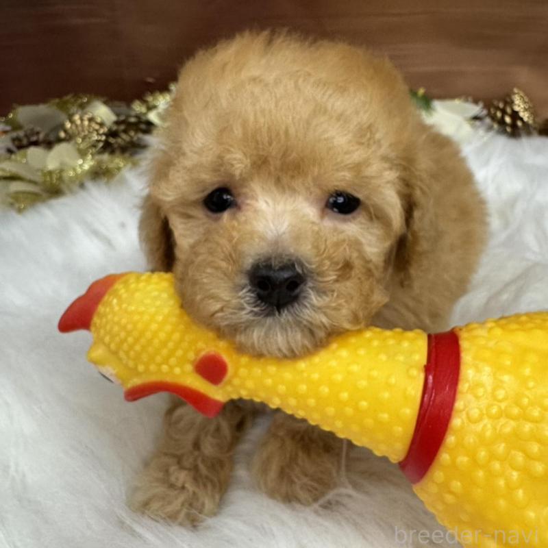 販売中の広島県のトイプードル-436121の5枚目