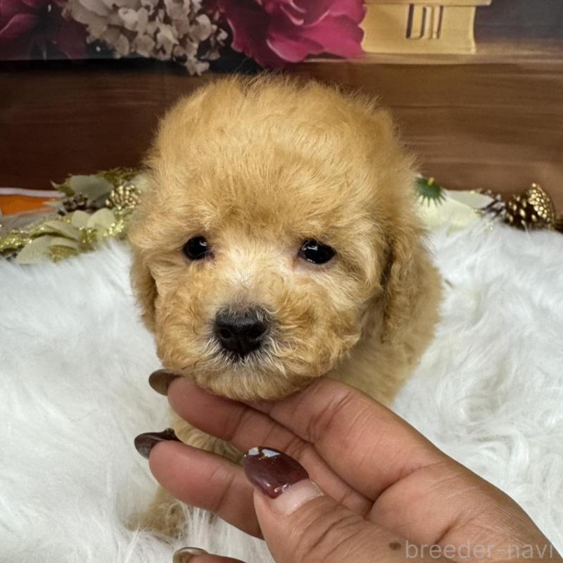 販売中ののトイプードル-436121