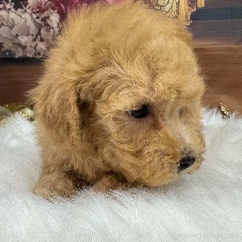 販売中の広島県のトイプードル-436121の4枚目