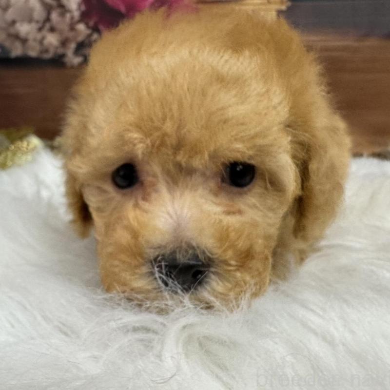 販売中の広島県のトイプードル-436121の3枚目