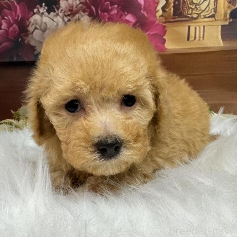 販売中の広島県のトイプードル-436121の2枚目