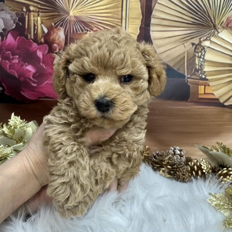 成約済ののトイプードル-435403