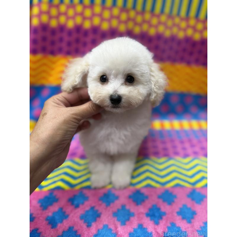 販売中の大阪府のティーカッププードル-438423の5枚目