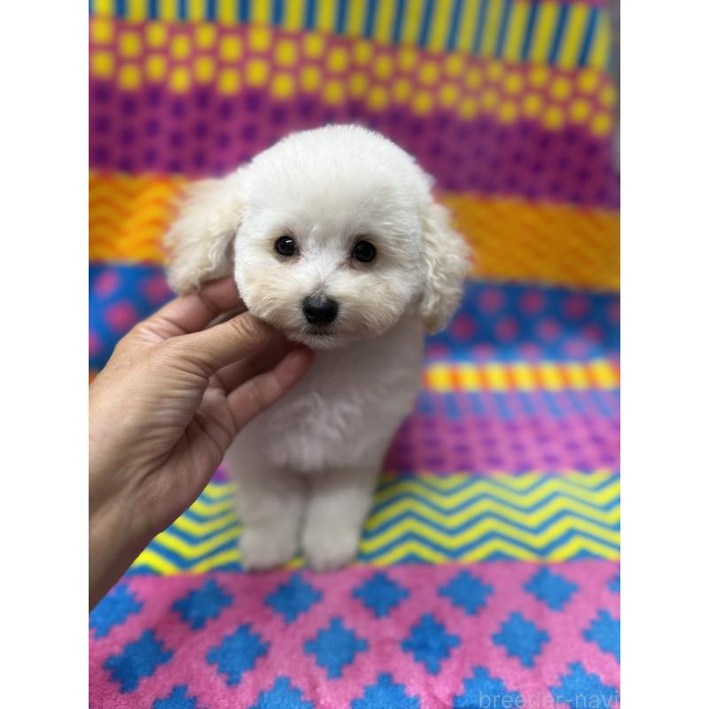 販売中の大阪府のティーカッププードル-438423の4枚目