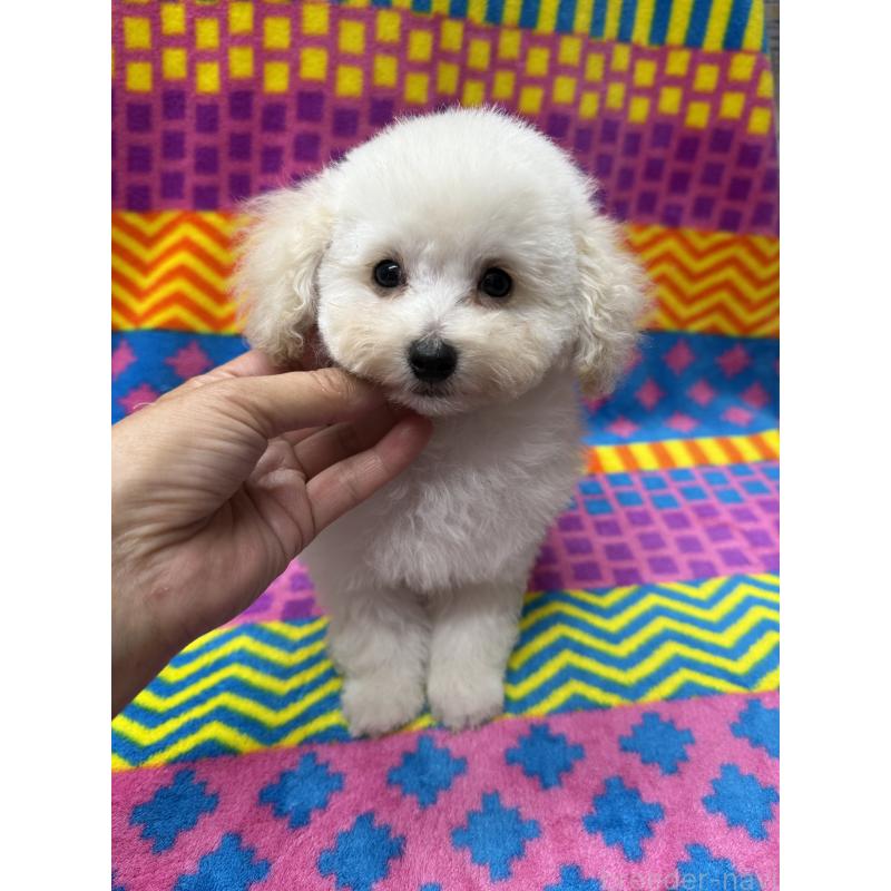 販売中の大阪府のティーカッププードル-438423の3枚目